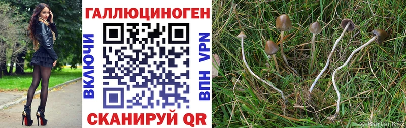 Купить  Зеленокумск  Галлюциногенные грибы GOLDEN TEACHER 